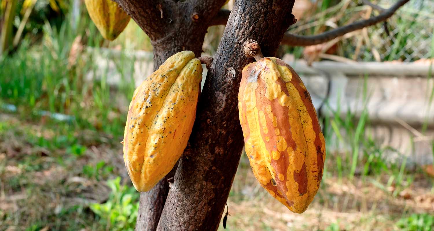 Comunidades y valor compartido. Primer plano de una planta de cacao 