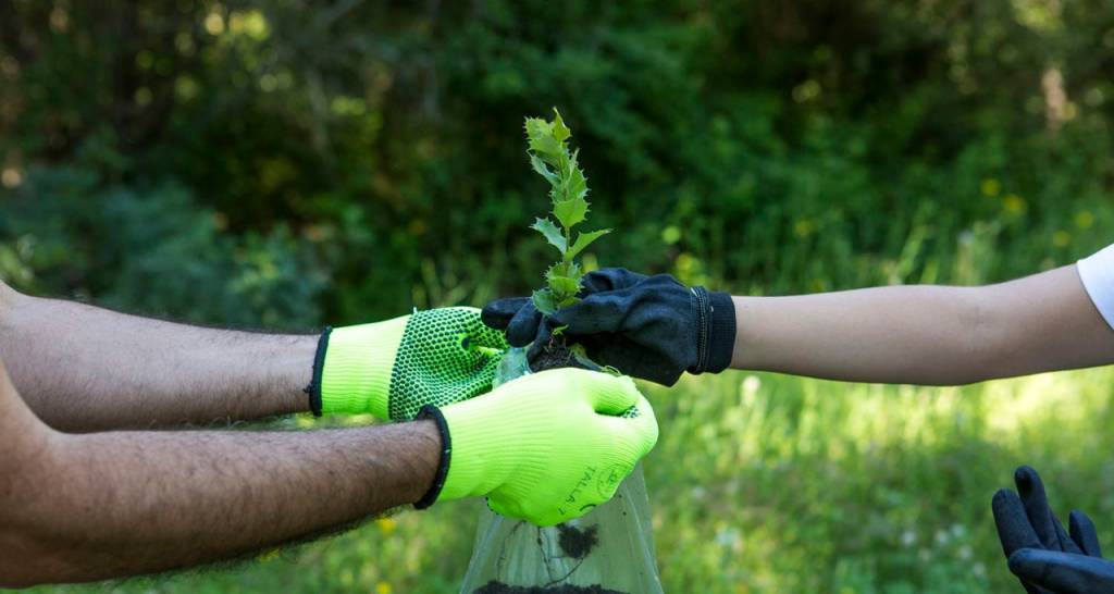 Dos personas con guantes de jardinero meten una planta en una bolsa con tierra