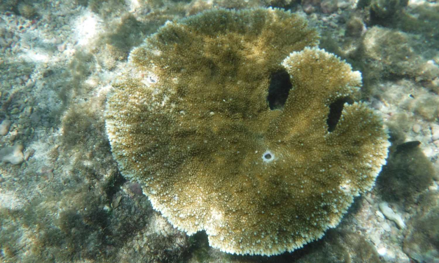 Vista de coral en el fondo del mar